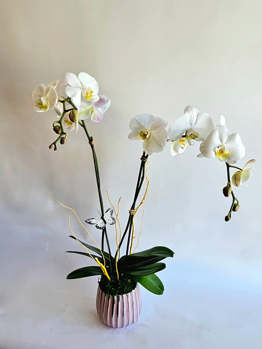 Single Orchid Plant
