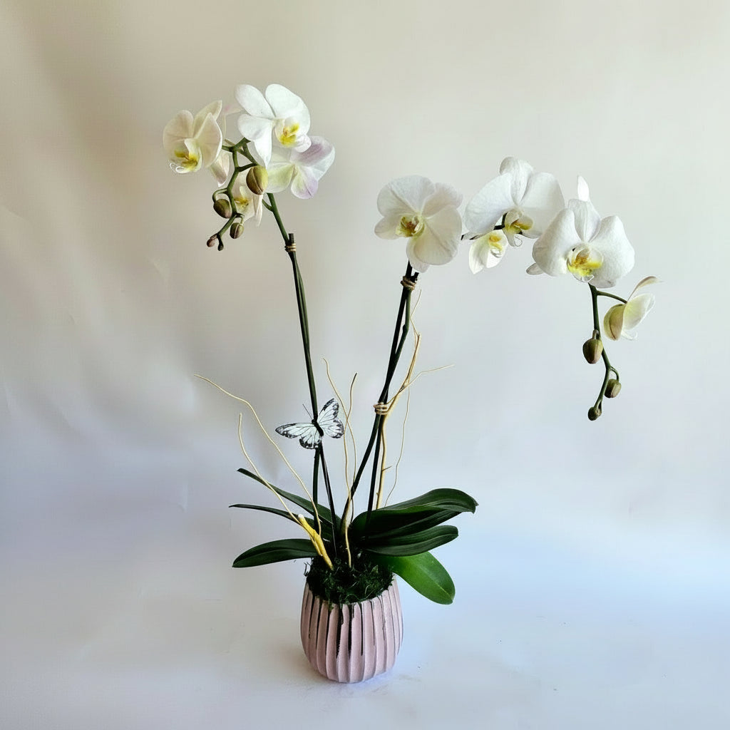 Single Orchid Plant