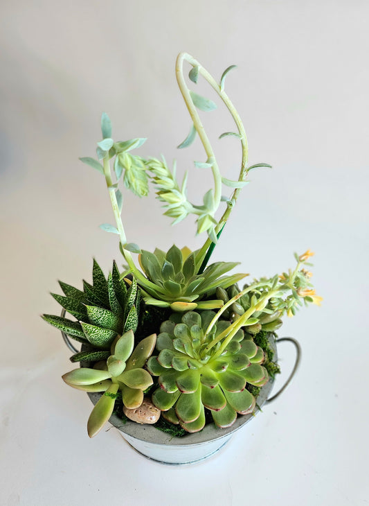 Succulent Garden