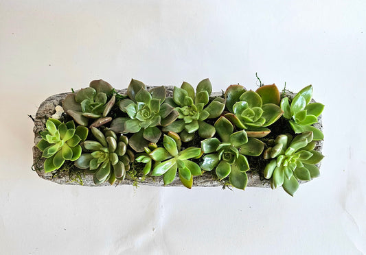 Succulent Log Planter