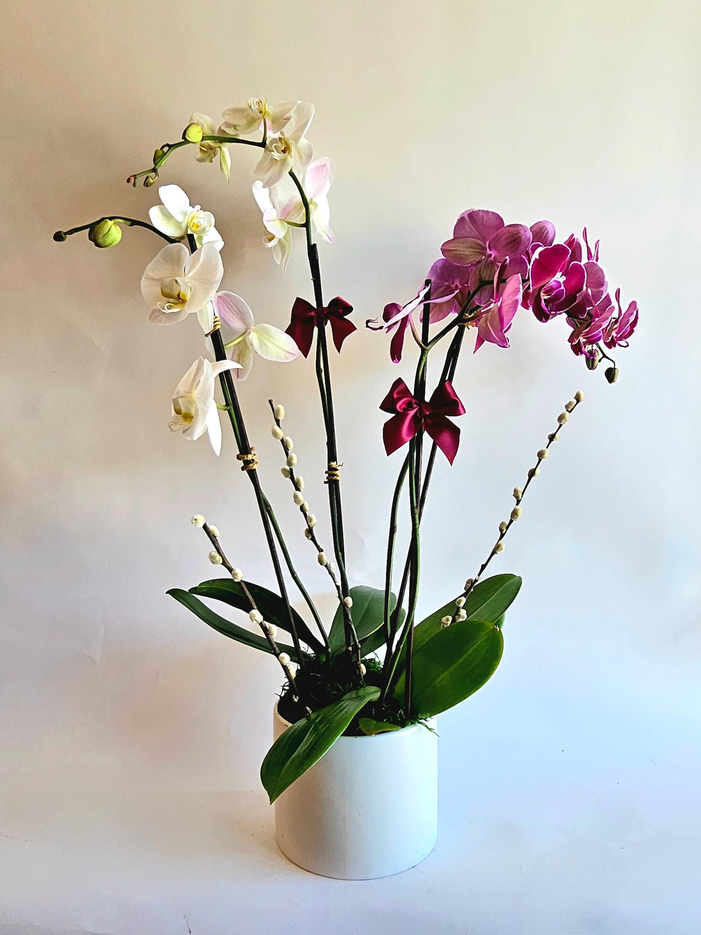 Two Toned Orchid Garden
