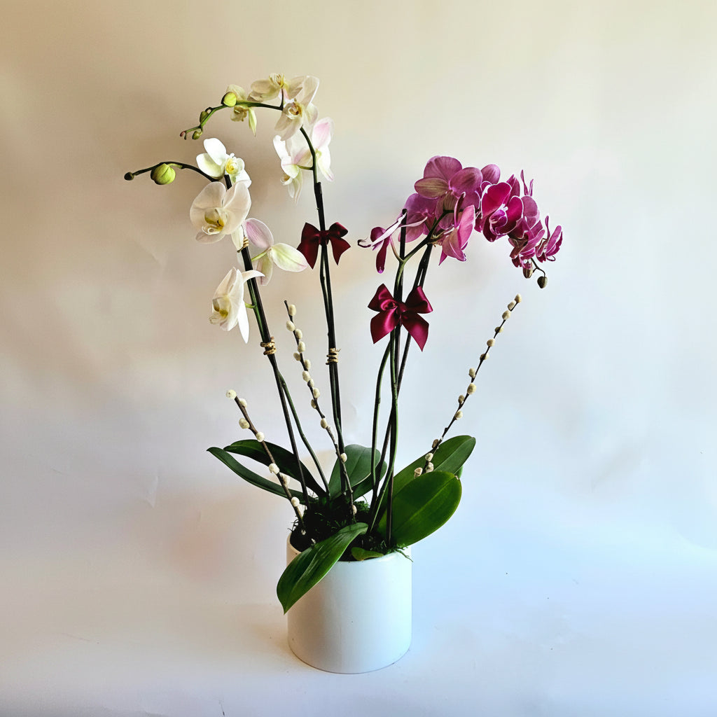 Two Toned Orchid Garden