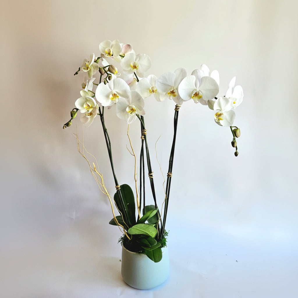 White Orchid Garden
