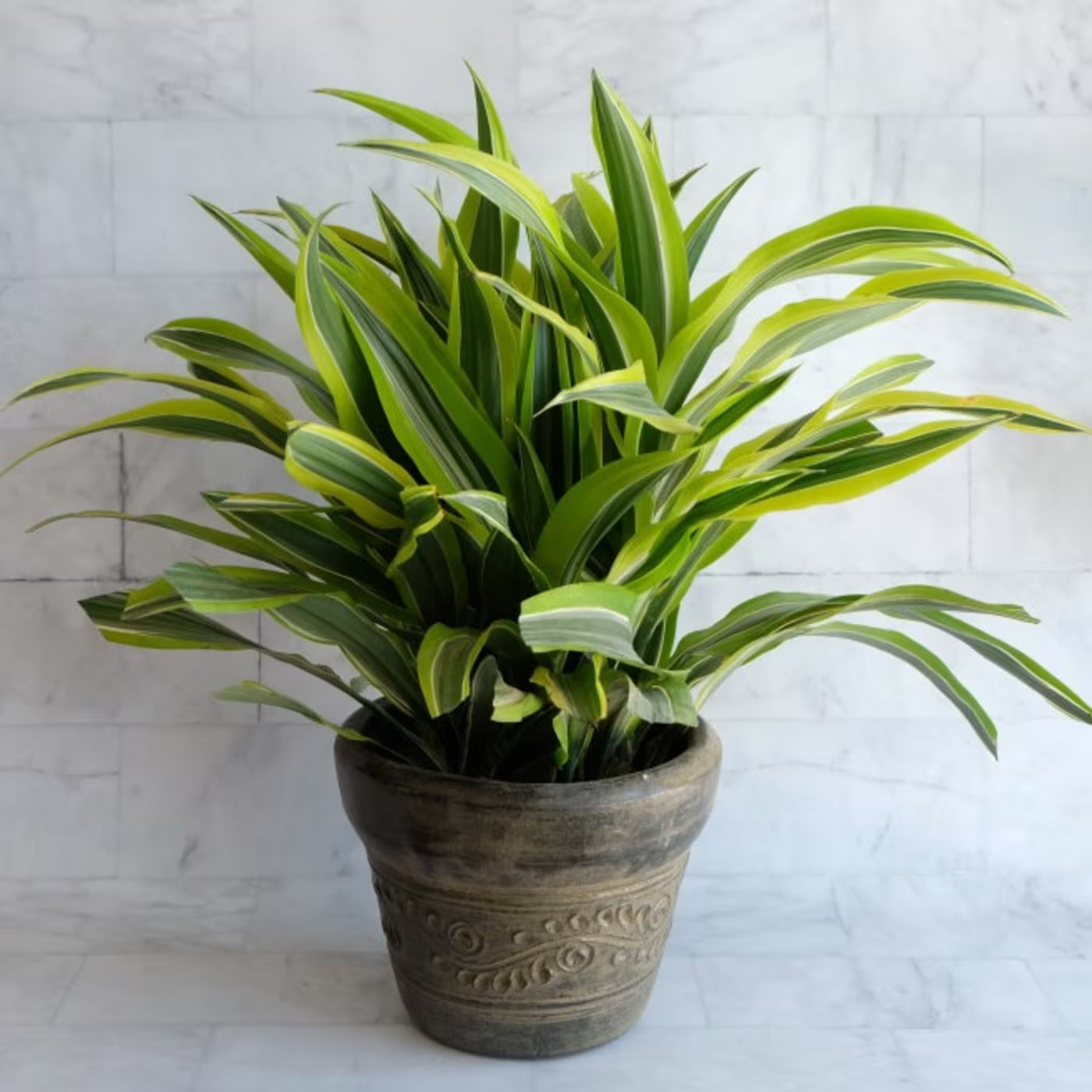 Lemon Lime Dracena