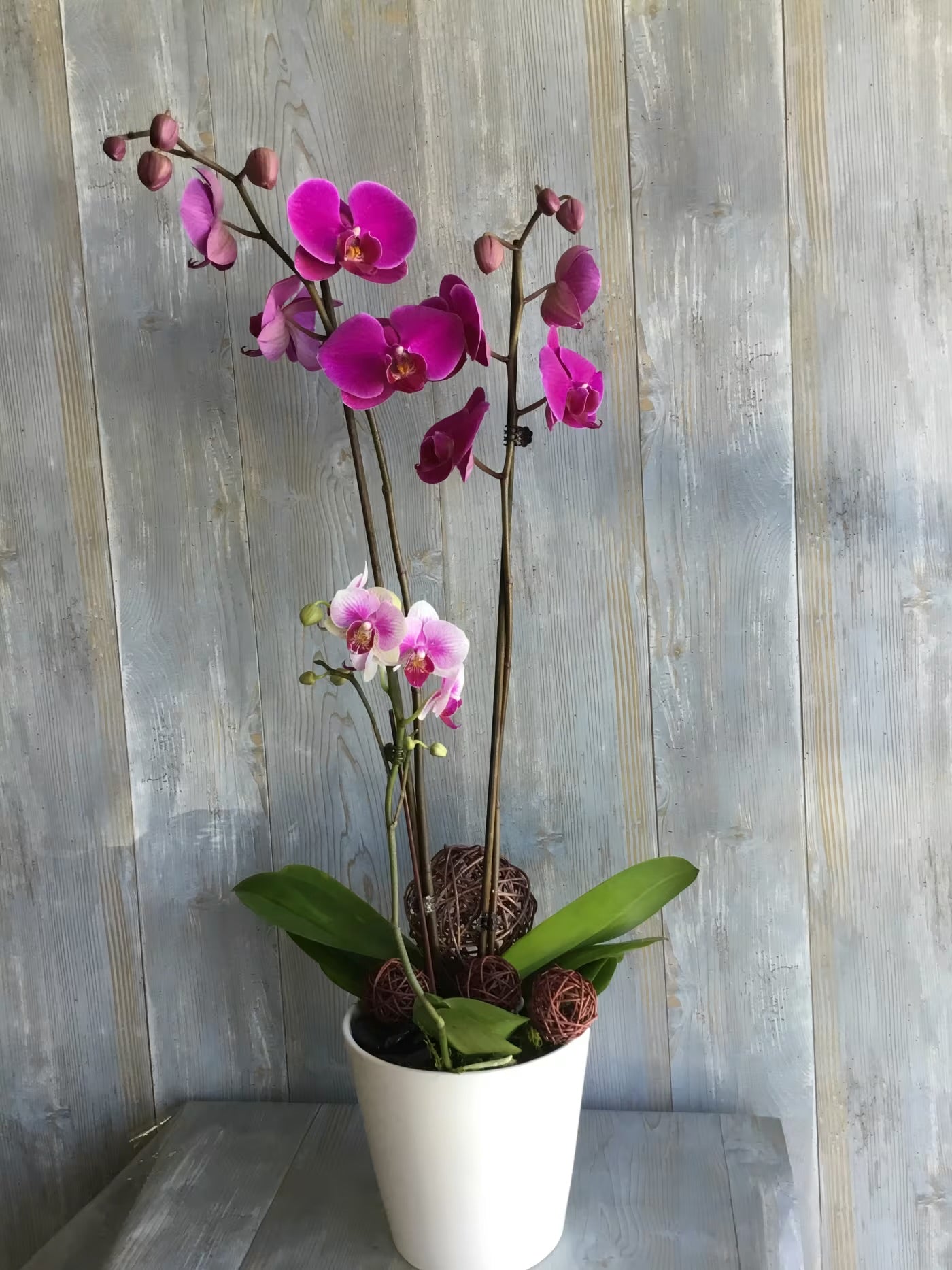 Phalaenopsis Orchid