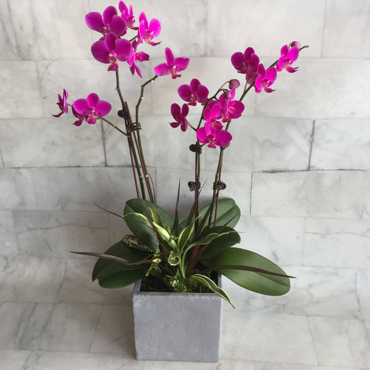 Phalaenopsis Orchid