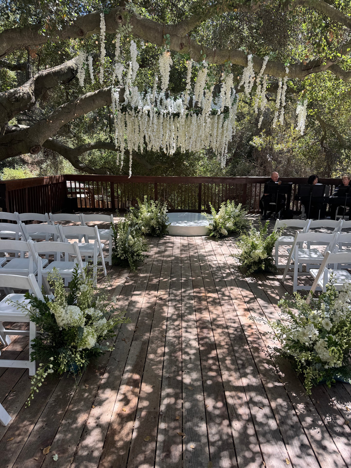Hanging Wisteria