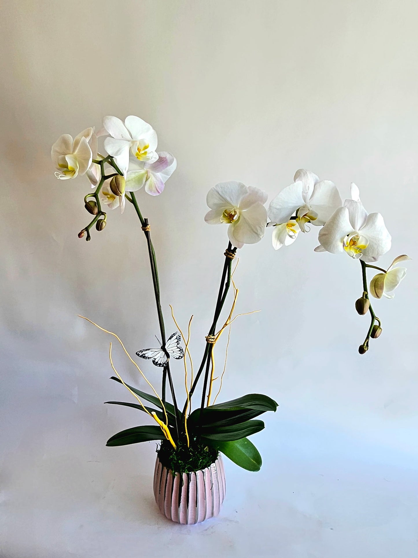 Single Orchid Plant