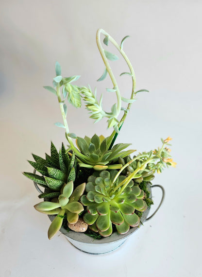 Succulent Garden