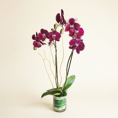 Single Orchid Plant