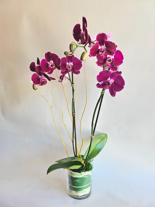 Single Orchid Plant