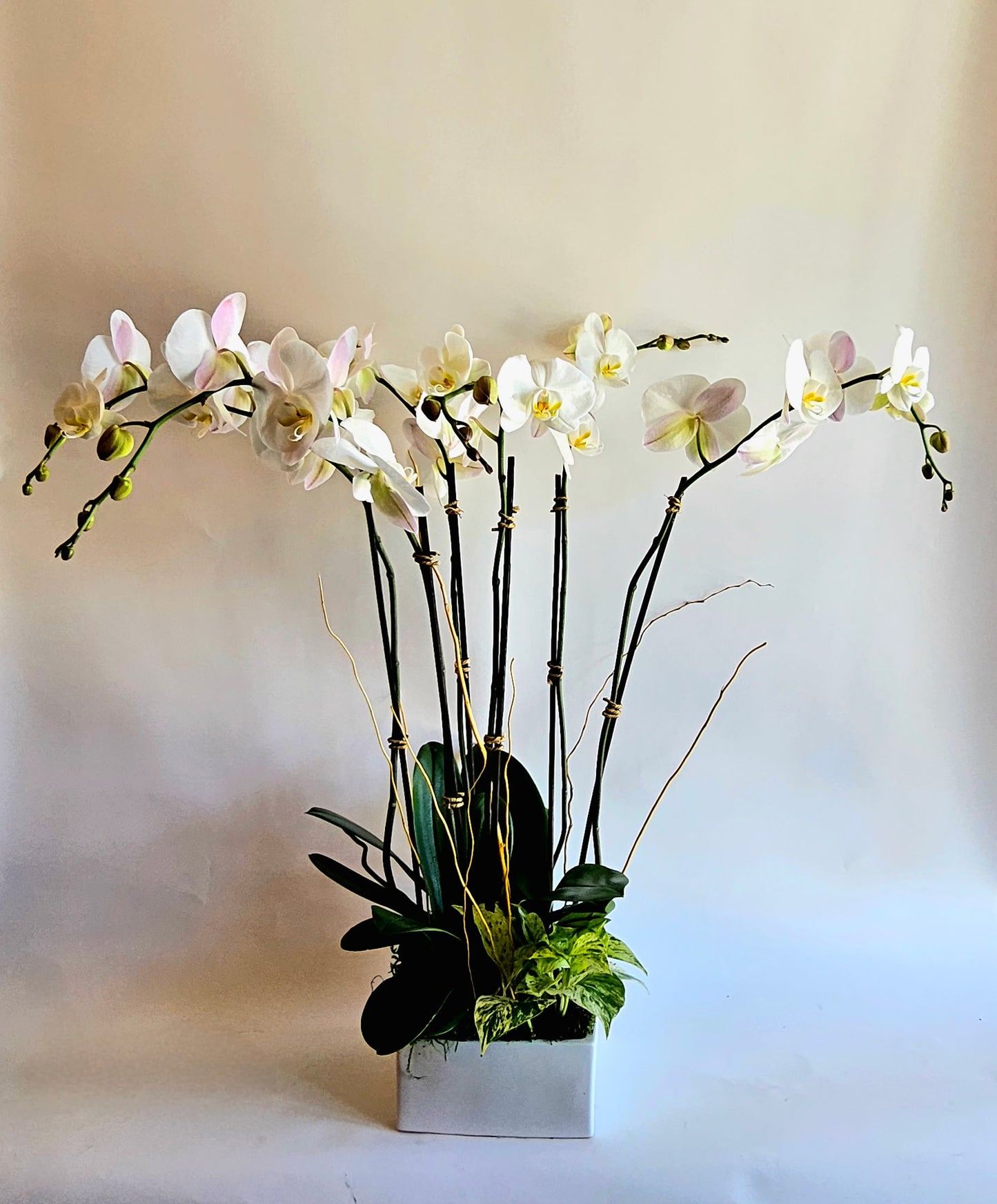 White Orchid Garden