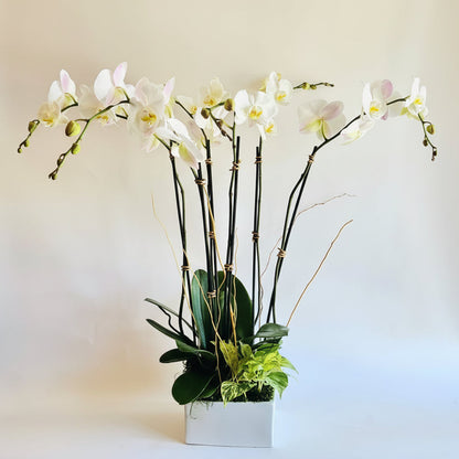 White Orchid Garden