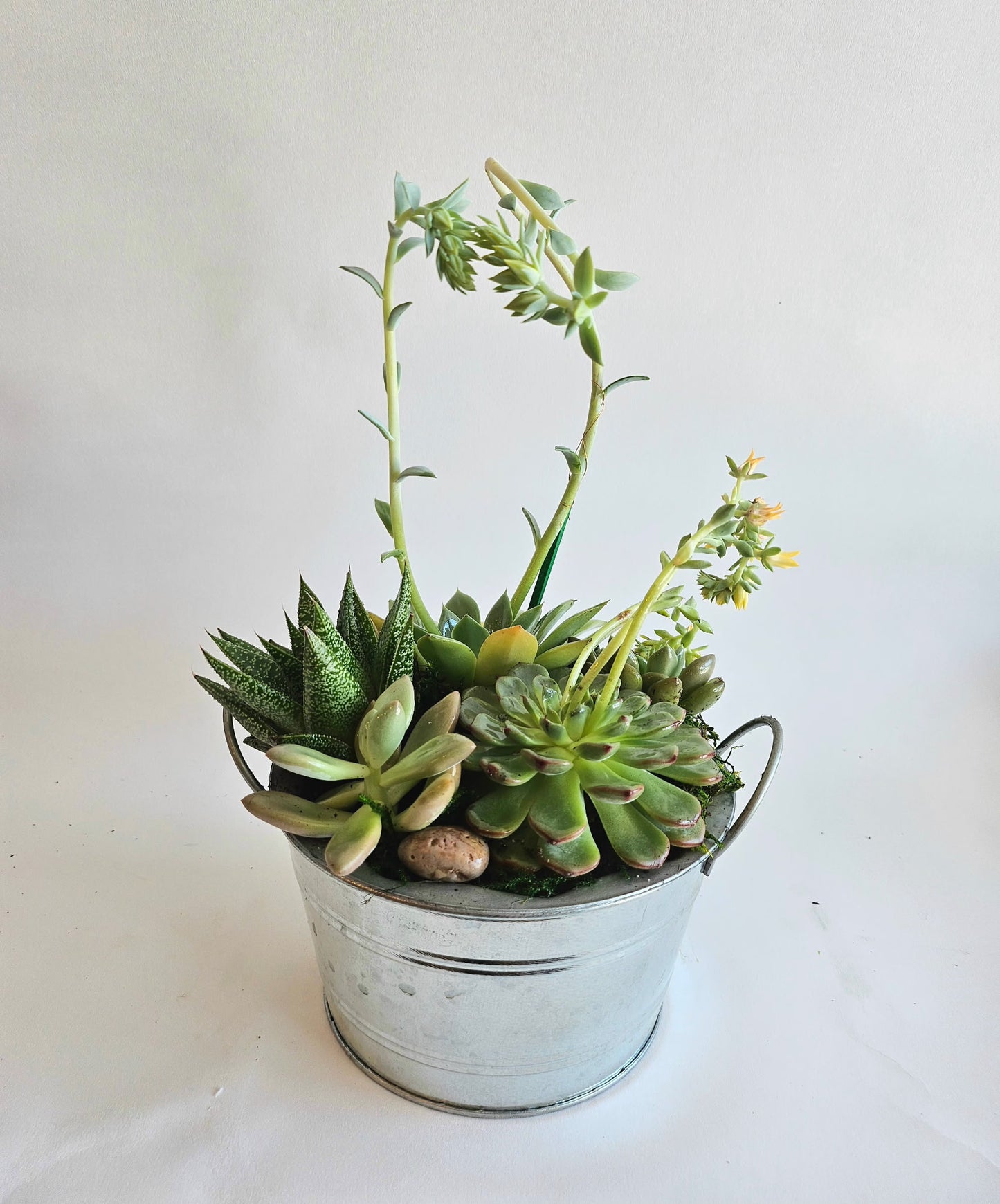 Succulent Garden