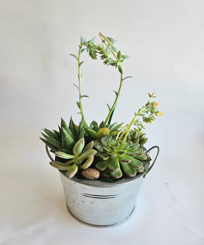 Succulent Garden