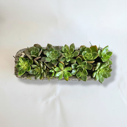 Succulent Log Planter