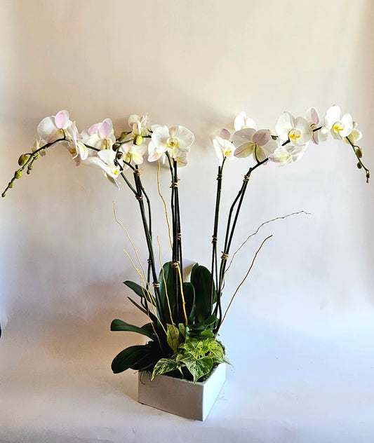 White Orchid Garden