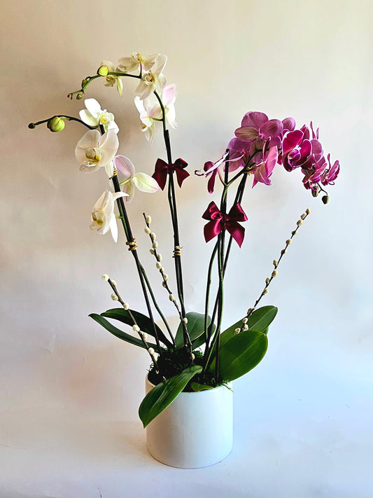Two Toned Orchid Garden