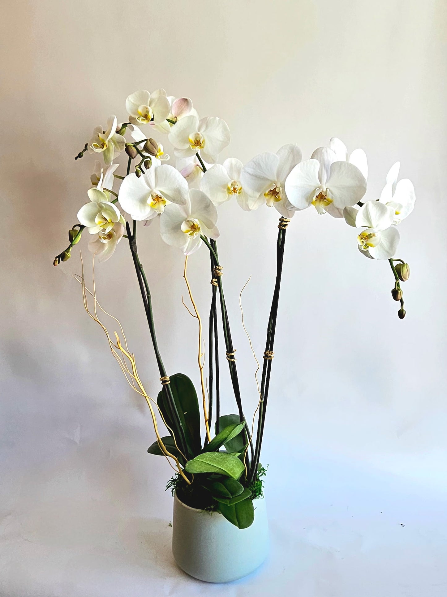 White Orchid Garden