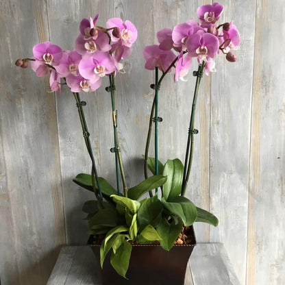 Phalaenopsis Orchid