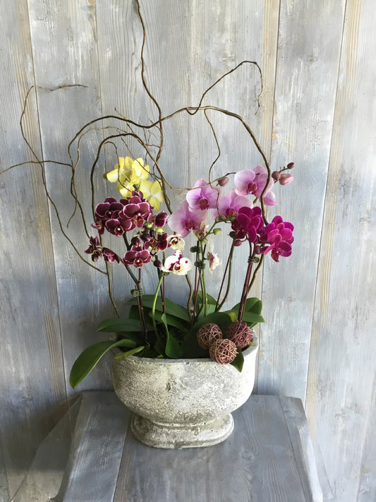 Phalaenopsis Orchid