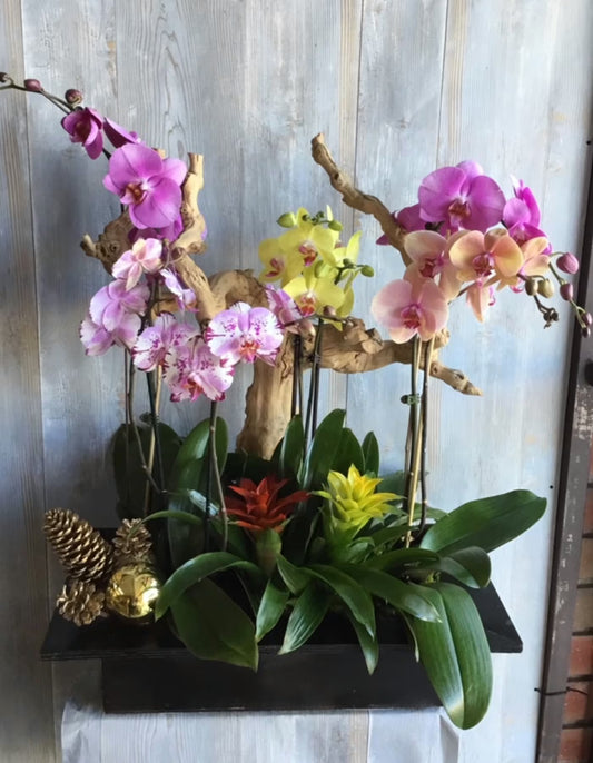 Orchid Paradise