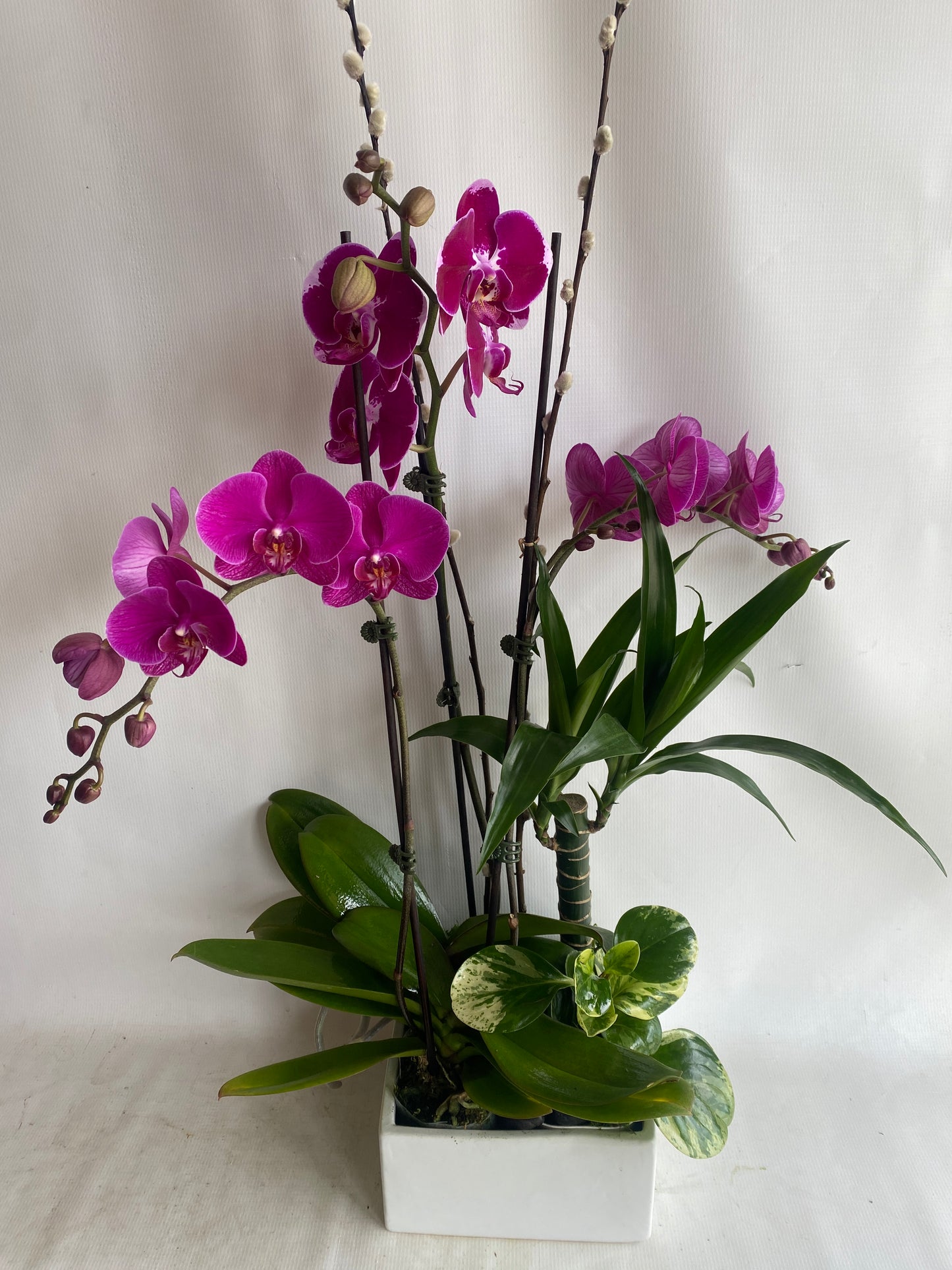 Phalaenopsis Orchid